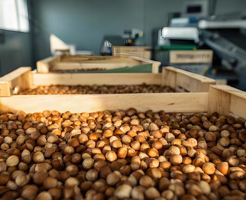 Cassette di nocciole piemontesi pronte per la lavorazione in stabilimento